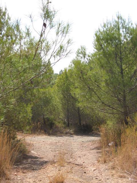 03trail.jpg