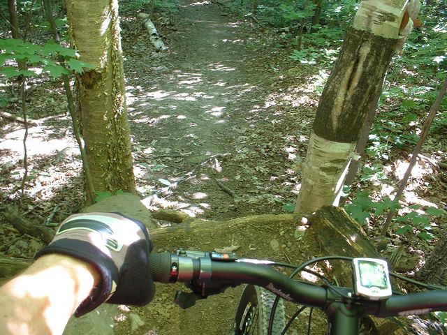 Jump entre deux arbres.jpg