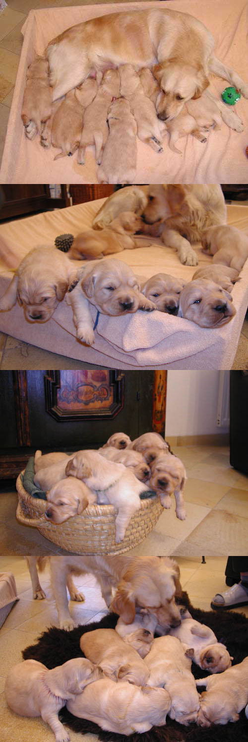 Bébé Golden.jpg