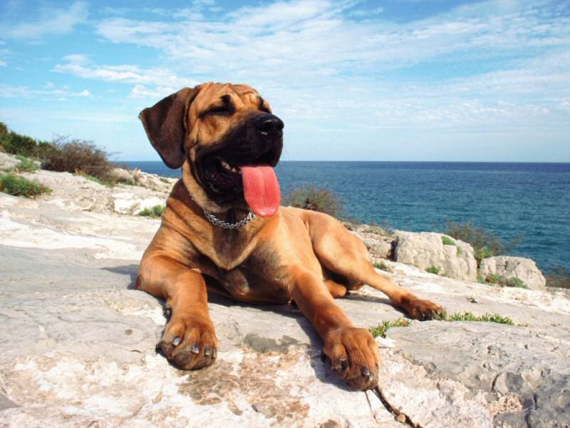 chien 05.jpg