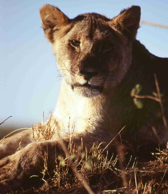 Masai-Mara - Gentille bête.jpg