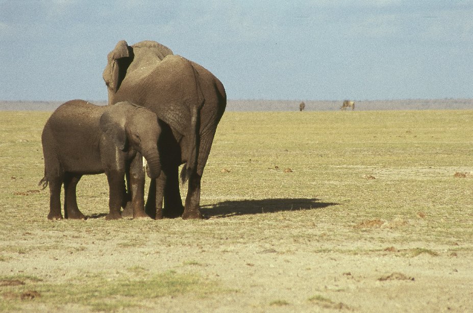 Amboseli-Elephants.jpg