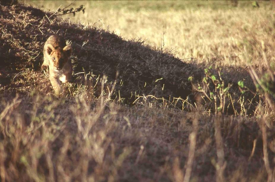 Masai Mara - Bébé Lion qui court.jpg