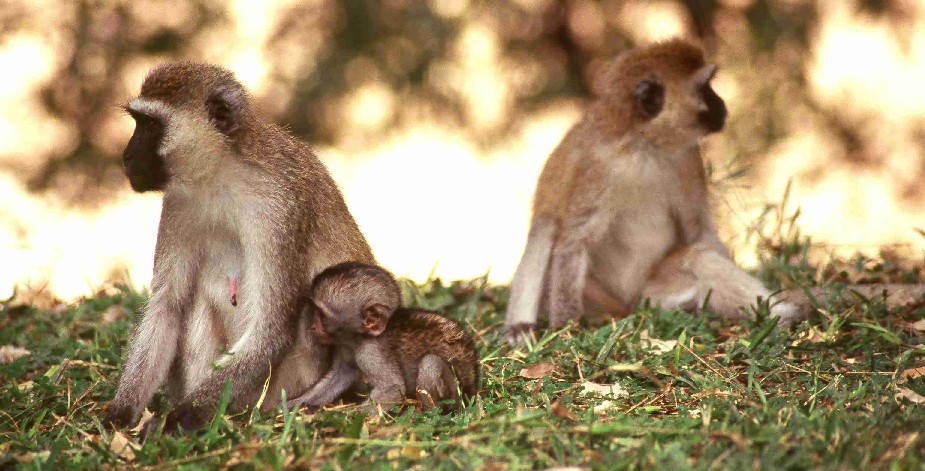 Samburu - Singe fous.jpg
