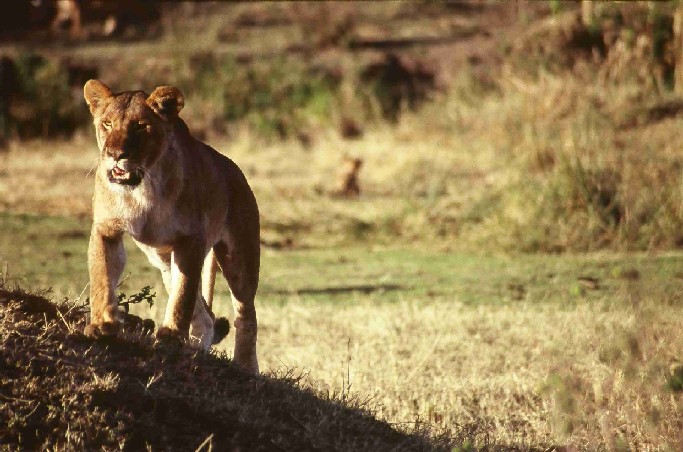 Masai Mara - Lionne.jpg
