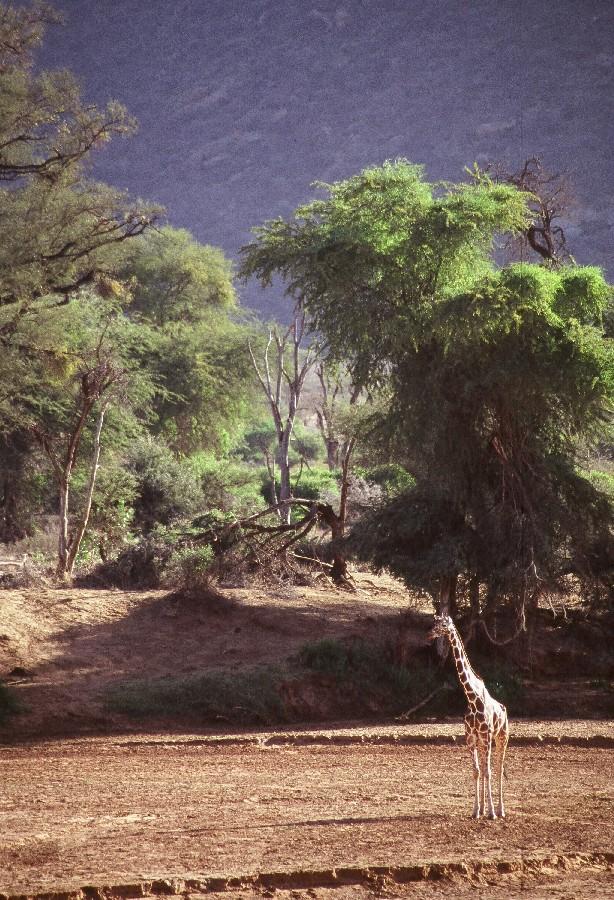 Parc Ntl Samburu - Girrafe.jpg