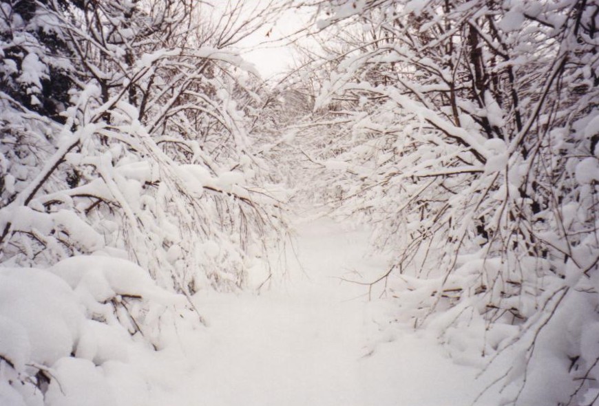 Sentier neige vierge.JPG
