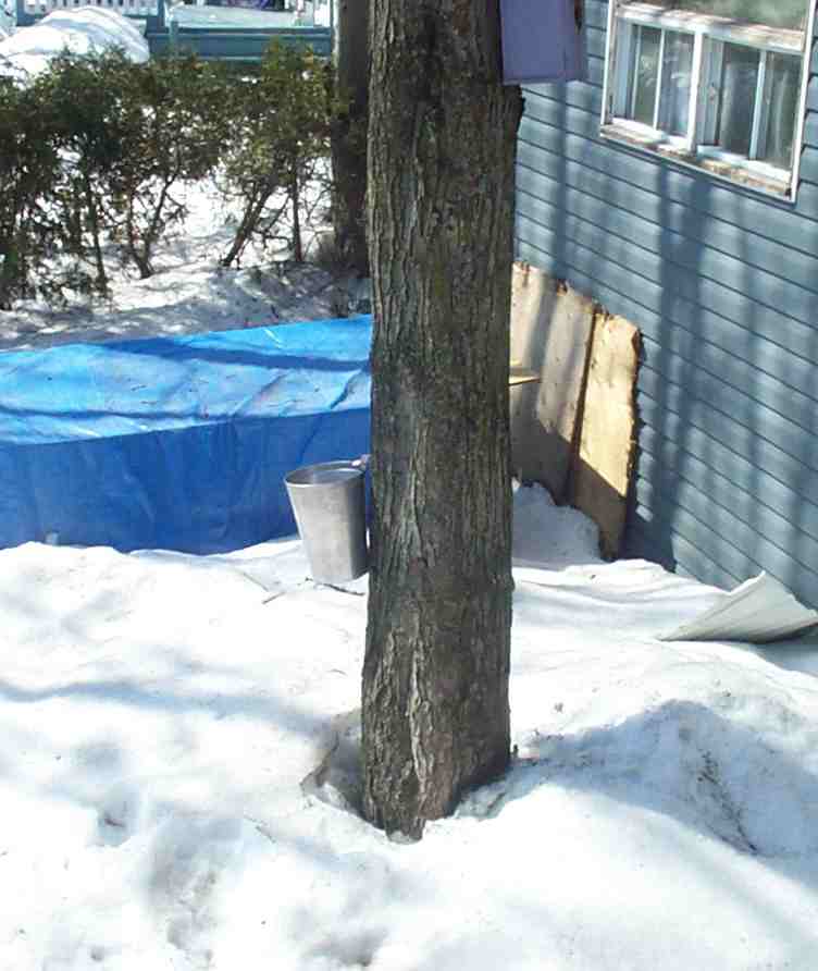 La Cabane chez Will.jpg