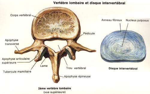 vertebre.jpg
