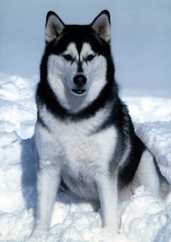 alaskan malamut.jpg