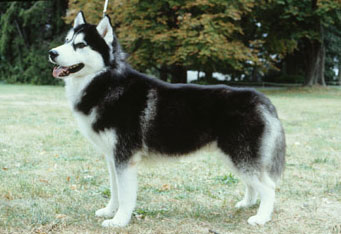 lg_siberian_husky3.jpeg