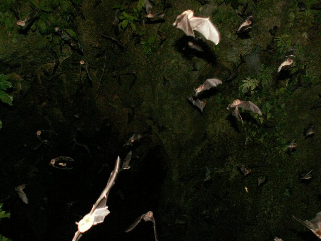 20070223 Tamana Bat Cave (80).jpg
