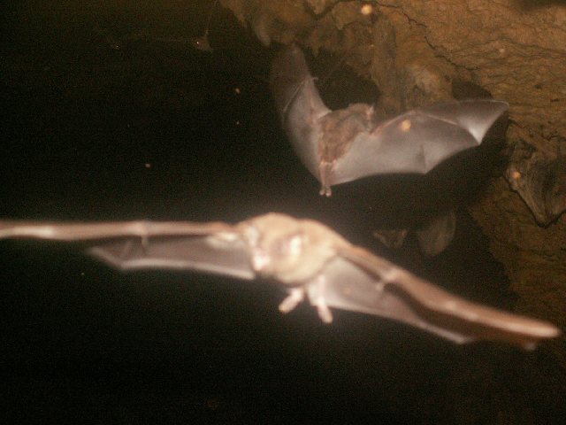 20070223 Tamana Bat Cave (35).jpg