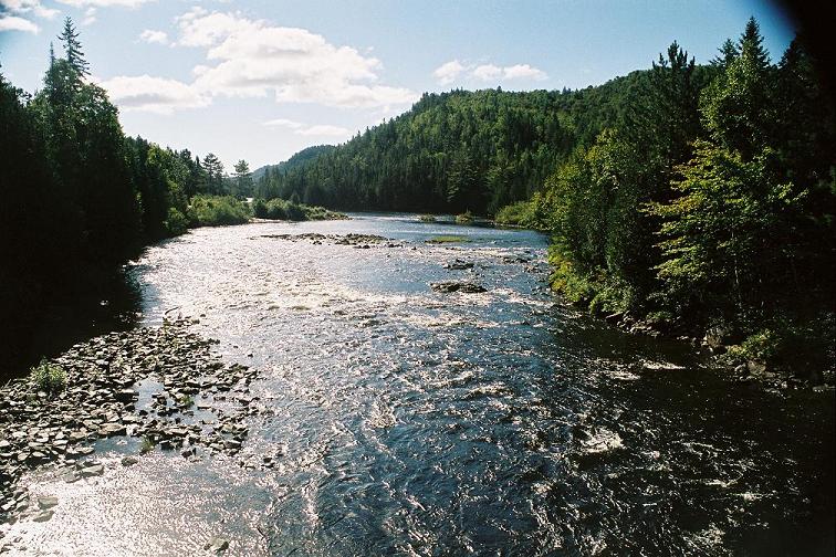 Forêt Ouareau - vue du pont.jpg