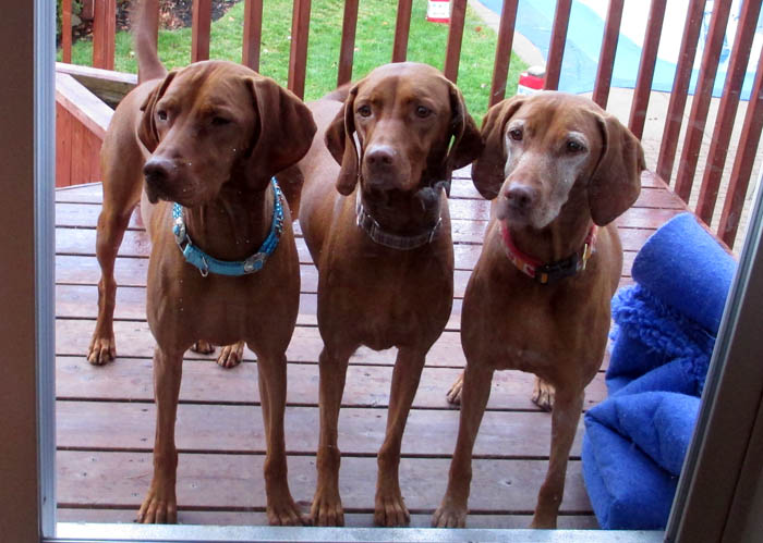 Vizsla.jpg